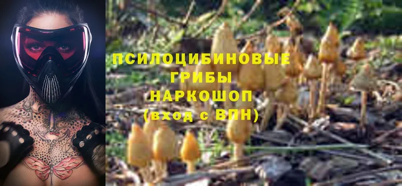 Галлюциногенные грибы Psilocybe Балабаново